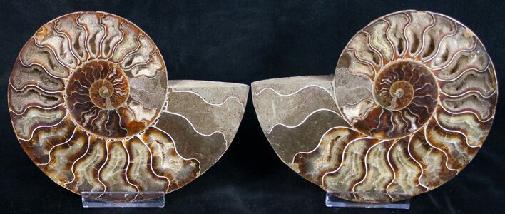 Stunning Polished Ammonite Pair - Crystal Lined #8445